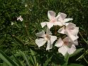Oleander white_2 